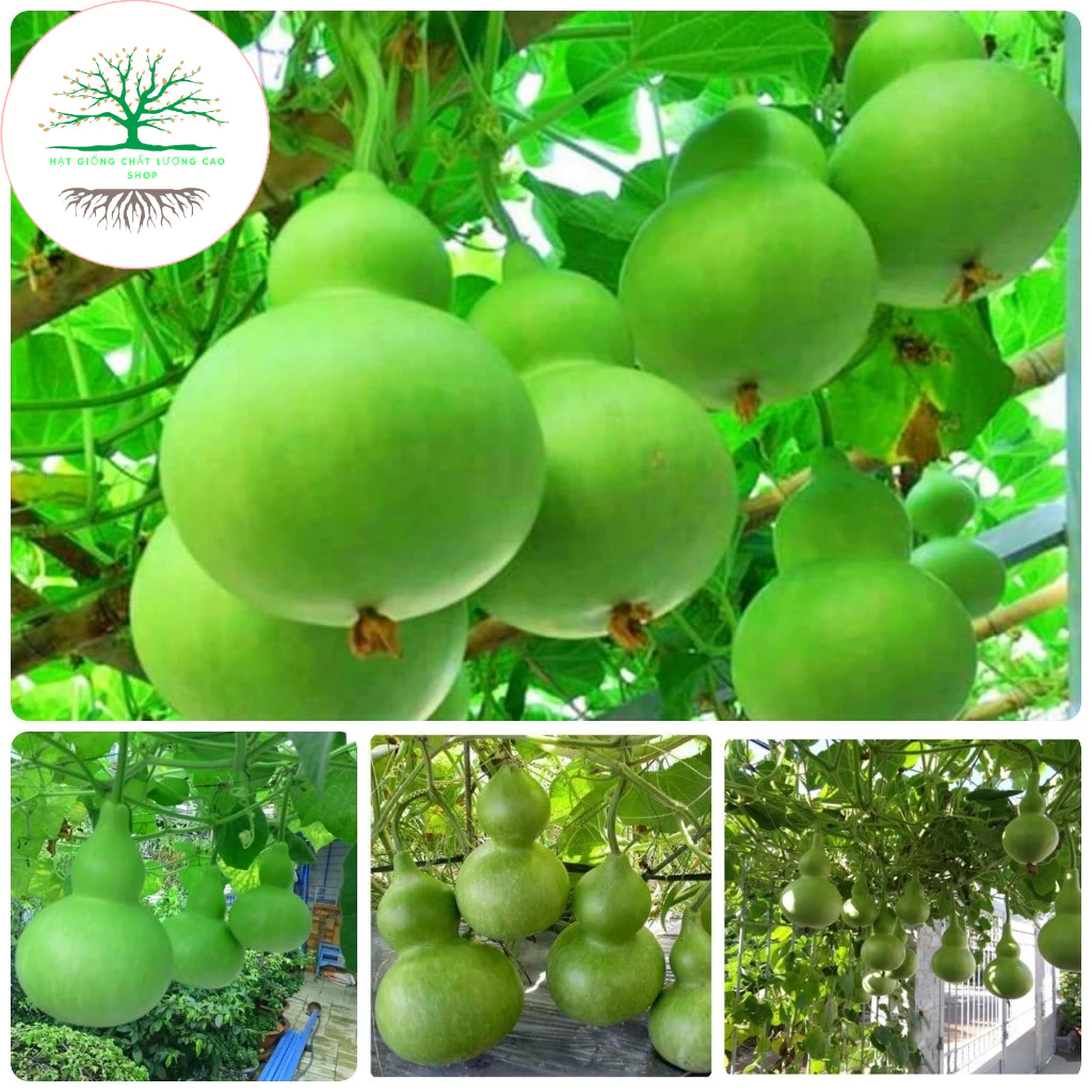 [10 HẠT] Hạt giống bầu hồ lô siêu trái (tặng kèm phân)