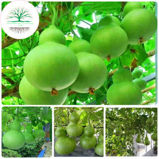 [10 HẠT] Hạt giống bầu hồ lô siêu trái (tặng kèm phân)