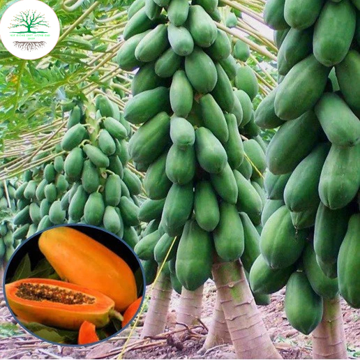 Hạt Giống Đu Đủ Lùn Ruột Đỏ Trái To F1- Ngọt, Dinh Dưỡng, Năng Suất Cao - MUA 3 TẶNG 1 CÙNG LOẠI