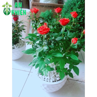 Chậu Hoa Hồng Tezza Màu Đỏ Tươi 40cm