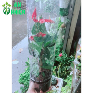 Cây Hồng Môn