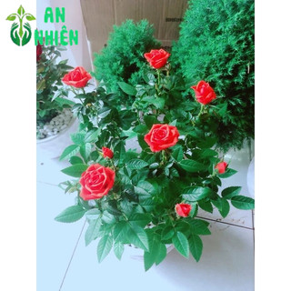 Chậu Hoa Hồng Tezza Màu Đỏ Tươi 40cm