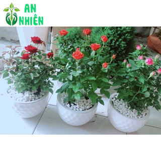 Chậu Hoa Hồng Tezza Màu Đỏ Tươi 40cm