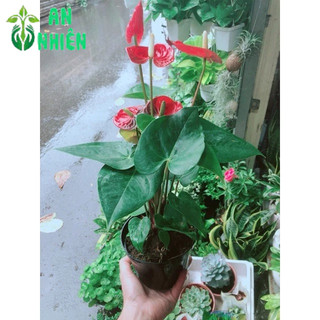 Cây Hồng Môn