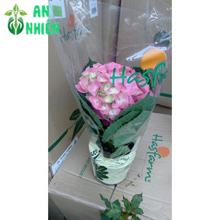 Cẩm Tú Cầu Để Bàn Đẹp 30cm (1 cây)