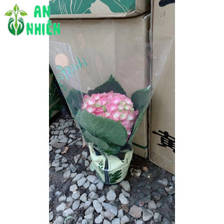 Cẩm Tú Cầu Để Bàn Đẹp 30cm (1 cây)