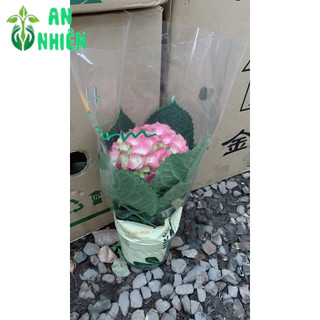 Cẩm Tú Cầu Để Bàn Đẹp 30cm (1 cây)