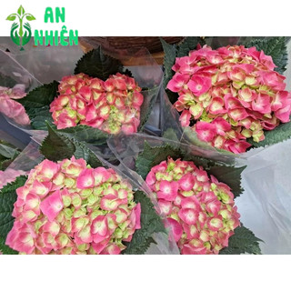 Cẩm Tú Cầu Để Bàn Đẹp 30cm (1 cây)