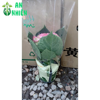 Cẩm Tú Cầu Để Bàn Đẹp 30cm (1 cây)