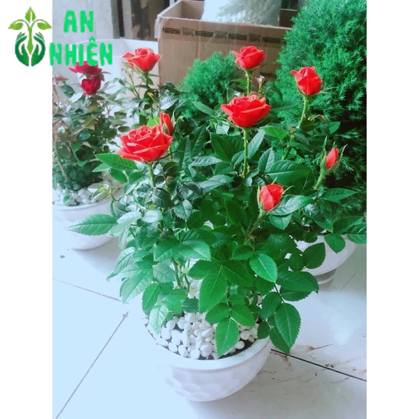 Chậu Hoa Hồng Tezza Màu Đỏ Tươi 40cm