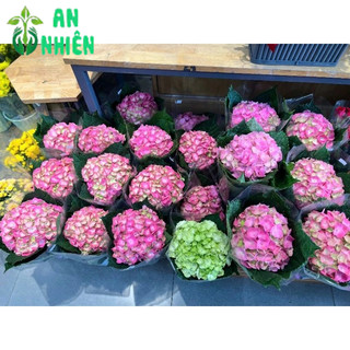 Cẩm Tú Cầu Để Bàn Đẹp 30cm (1 cây)
