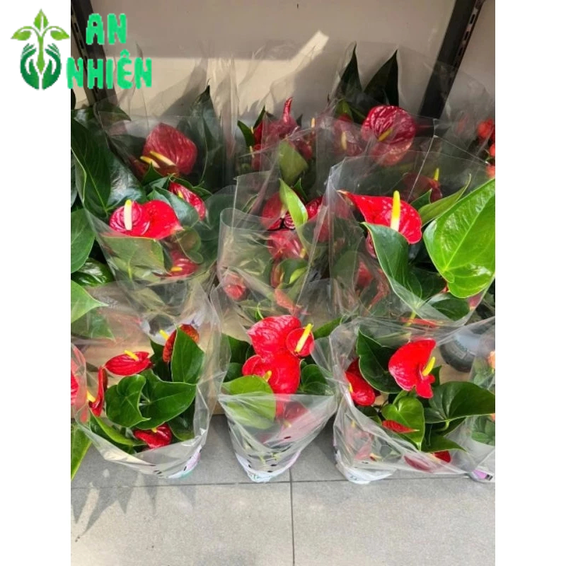 Cây Hồng Môn
