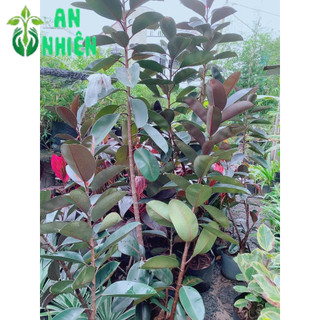 Cây Búp Đa Đỏ Hàng Lớn 2-3 Nhánh