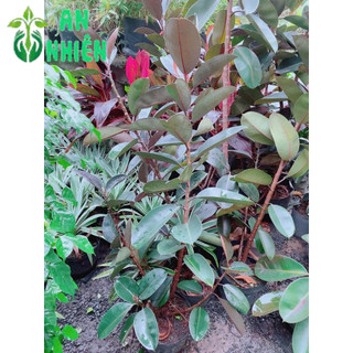 Cây Búp Đa Đỏ Hàng Lớn 2-3 Nhánh