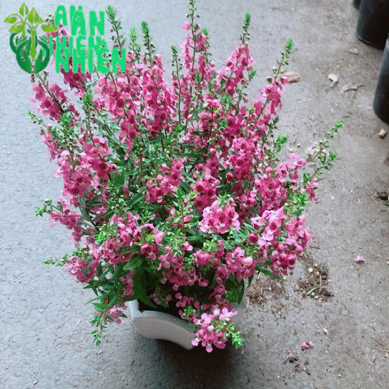 Chậu Hoa Lưu Ly