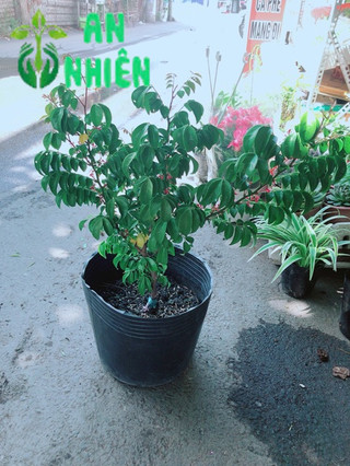 Cây Khế Cho Quả Nhiều