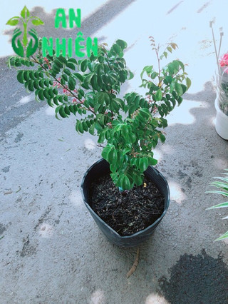 Cây Khế Cho Quả Nhiều