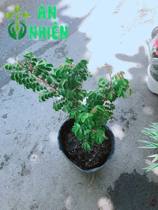 Cây Khế Cho Quả Nhiều