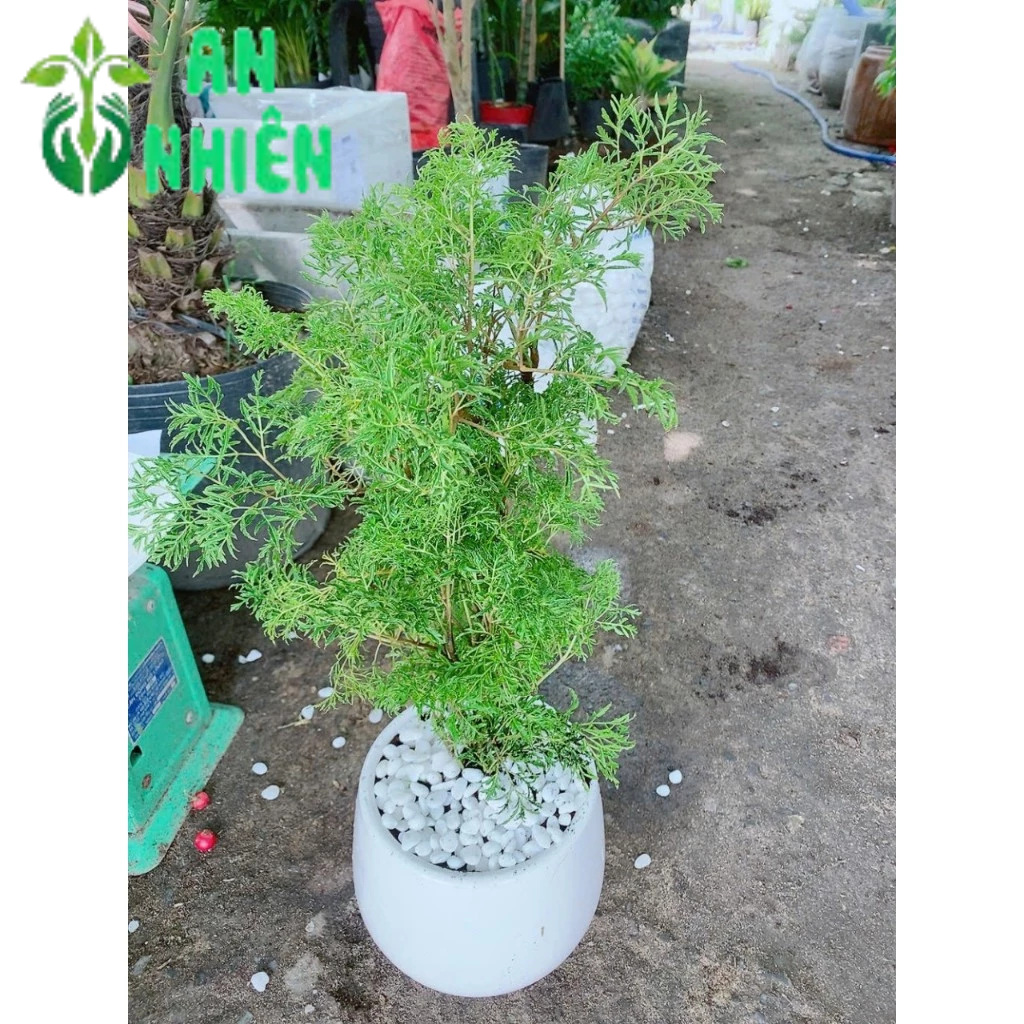Chậu Cây Đinh Lăng Ăn Lá 50cm