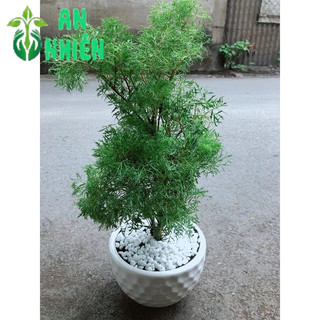 Chậu Cây Đinh Lăng Ăn Lá 50cm