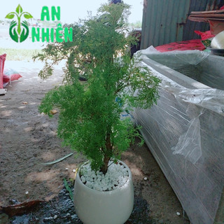 Chậu Cây Đinh Lăng Ăn Lá 50cm