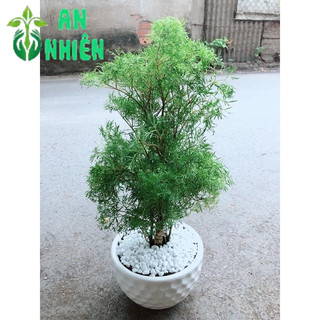 Chậu Cây Đinh Lăng Ăn Lá 50cm