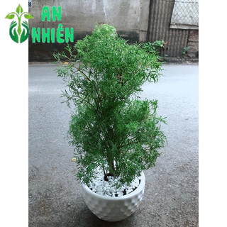 Chậu Cây Đinh Lăng Ăn Lá 50cm