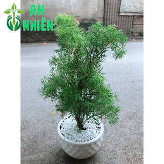 Chậu Cây Đinh Lăng Ăn Lá 50cm