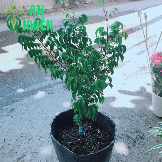 Cây Khế Cho Quả Nhiều