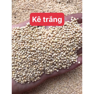hạt kê vàng đỏ trắng