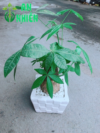 Chậu Kim Ngân 1 Thân cao 35cm