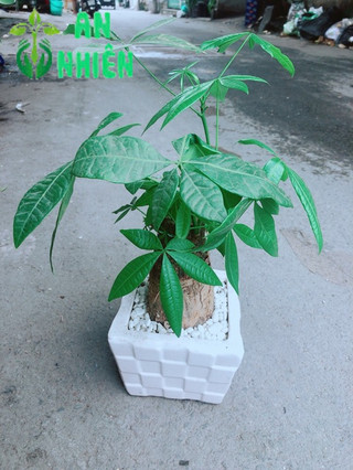 Chậu Kim Ngân 1 Thân cao 35cm