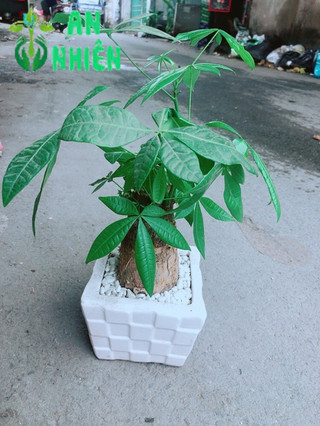 Chậu Kim Ngân 1 Thân cao 35cm