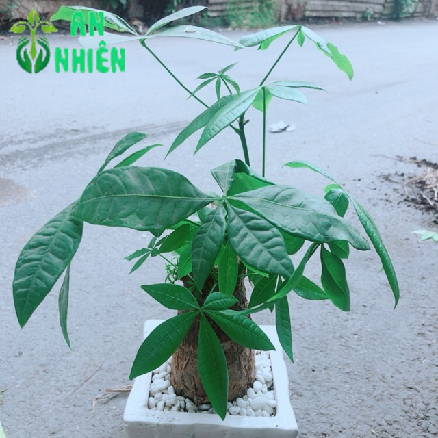 Chậu Kim Ngân 1 Thân cao 35cm