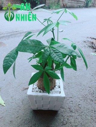 Chậu Kim Ngân 1 Thân cao 35cm