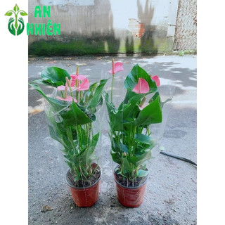 Cây Hồng Môn Hồng Kèm Chậu Thủy Tinh