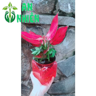 Chậu Vạn Lộc Đỏ Thuỷ Sinh (chậu nhựa)