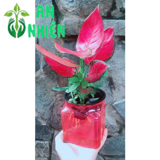Chậu Vạn Lộc Đỏ Thuỷ Sinh (chậu nhựa)