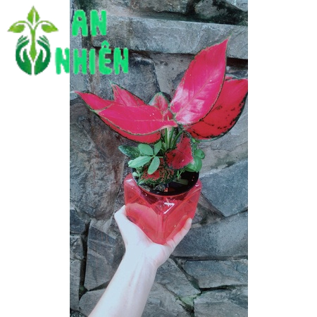 Chậu Vạn Lộc Đỏ Thuỷ Sinh (chậu nhựa)