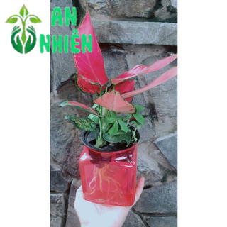 Chậu Vạn Lộc Đỏ Thuỷ Sinh (chậu nhựa)
