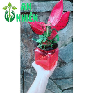 Chậu Vạn Lộc Đỏ Thuỷ Sinh (chậu nhựa)