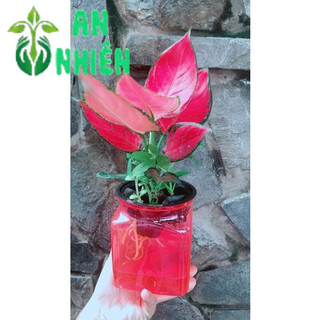 Chậu Vạn Lộc Đỏ Thuỷ Sinh (chậu nhựa)