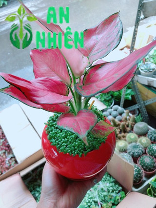 Chậu Vạn Lộc Đỏ