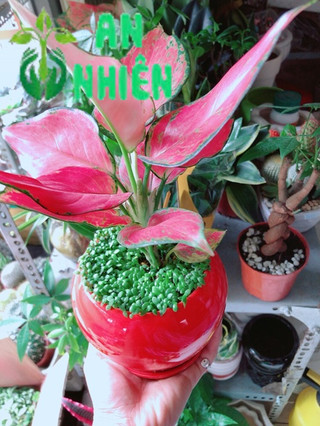 Chậu Vạn Lộc Đỏ