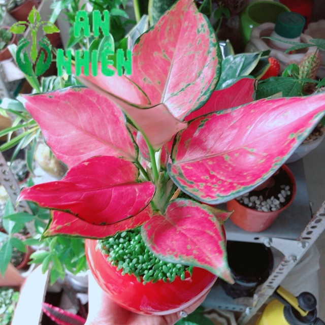 Chậu Vạn Lộc Đỏ
