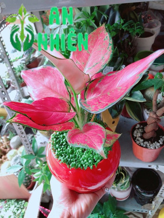 Chậu Vạn Lộc Đỏ