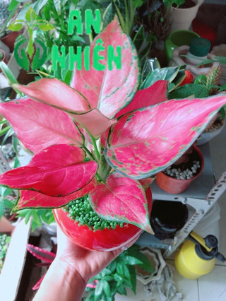 Chậu Vạn Lộc Đỏ