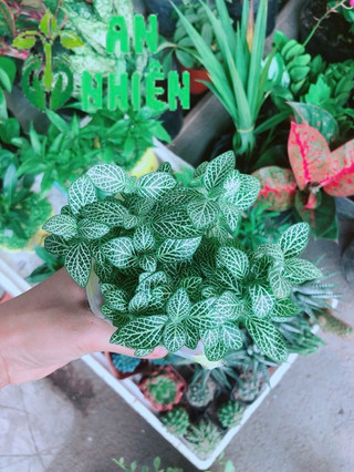 Cẩm Nhung Xanh