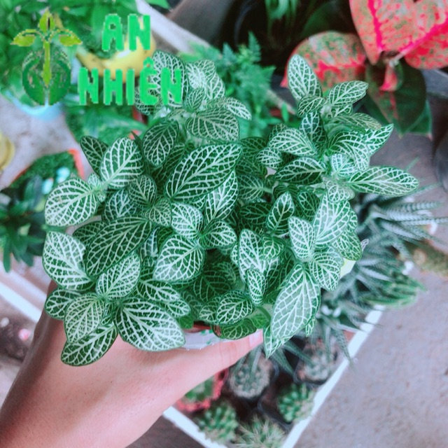 Cẩm Nhung Xanh