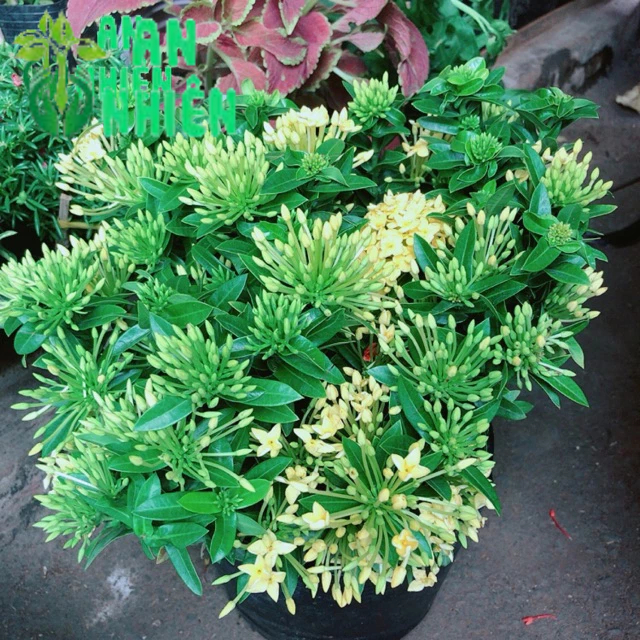 Cây trang thái vàng